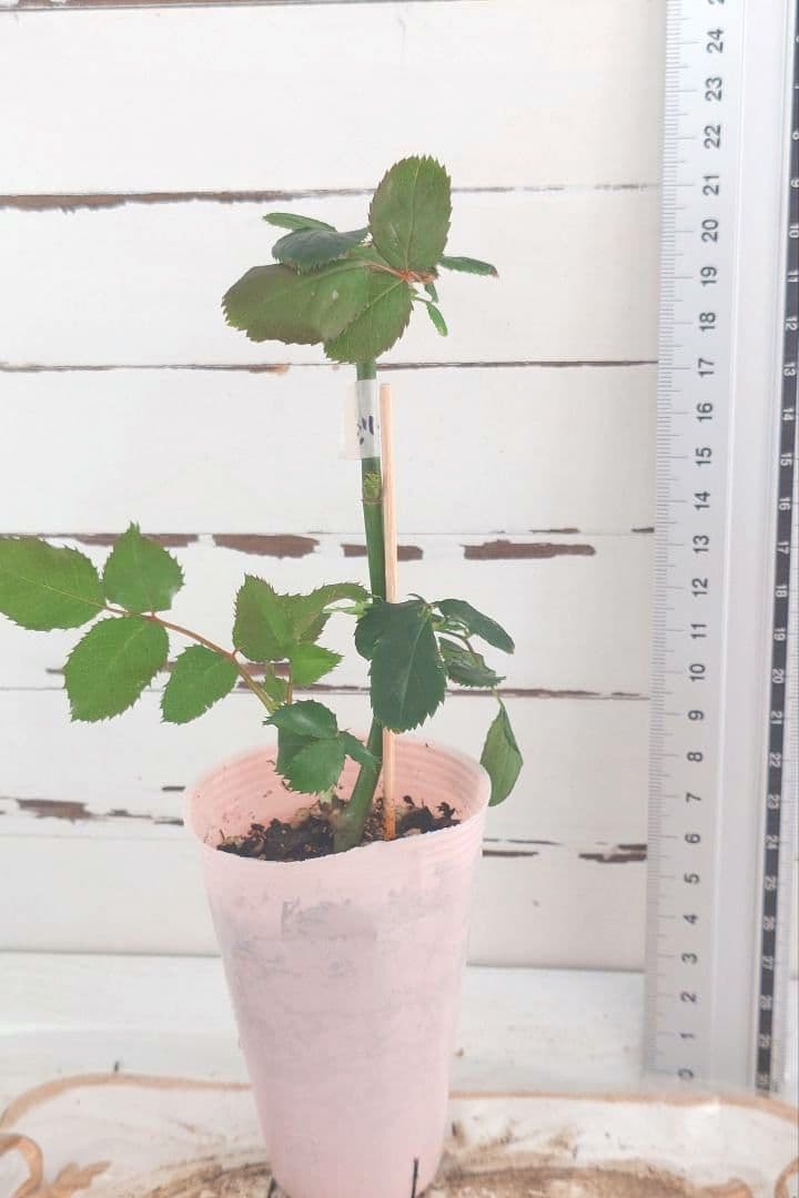 Riramonさま 3点　バラ