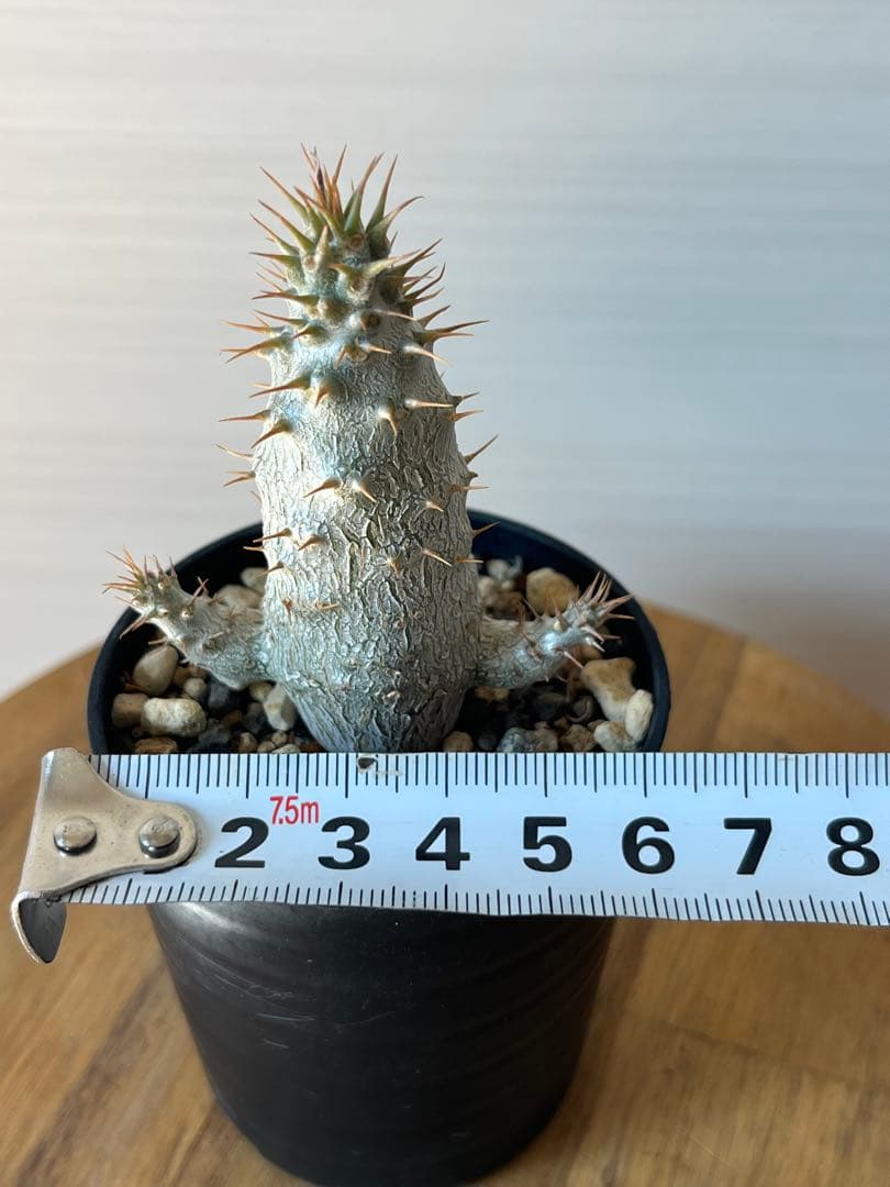 【セット販売】3株セット　パキポディウム グラキリス　実生