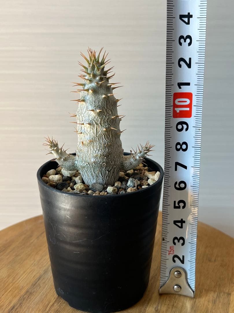 【セット販売】3株セット　パキポディウム グラキリス　実生