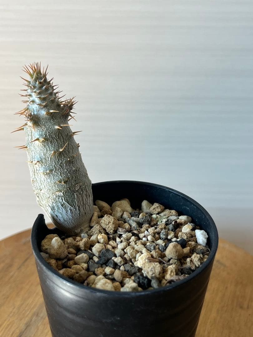 【セット販売】3株セット　パキポディウム グラキリス　実生