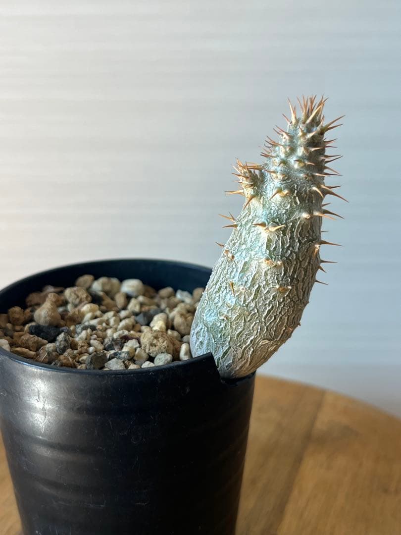 【セット販売】3株セット　パキポディウム グラキリス　実生