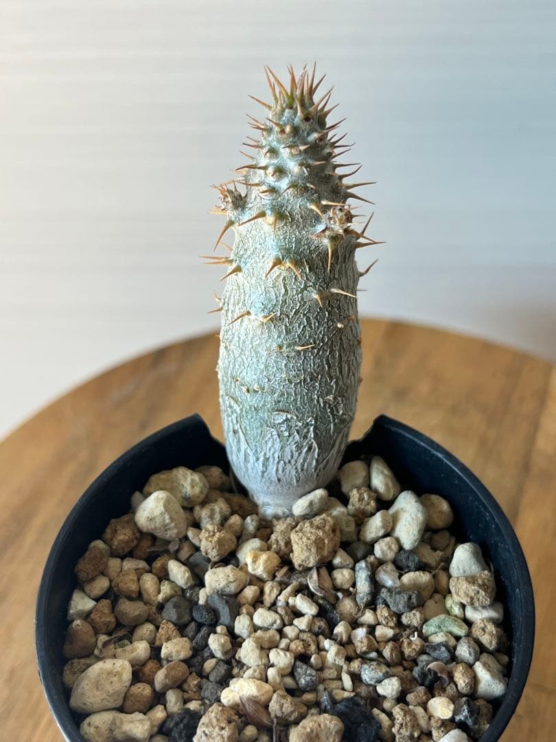 【セット販売】3株セット　パキポディウム グラキリス　実生