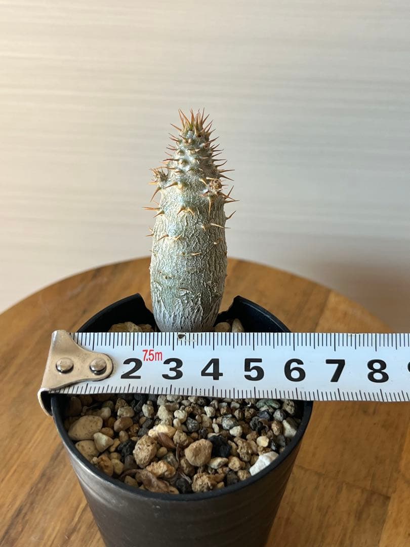 【セット販売】3株セット　パキポディウム グラキリス　実生