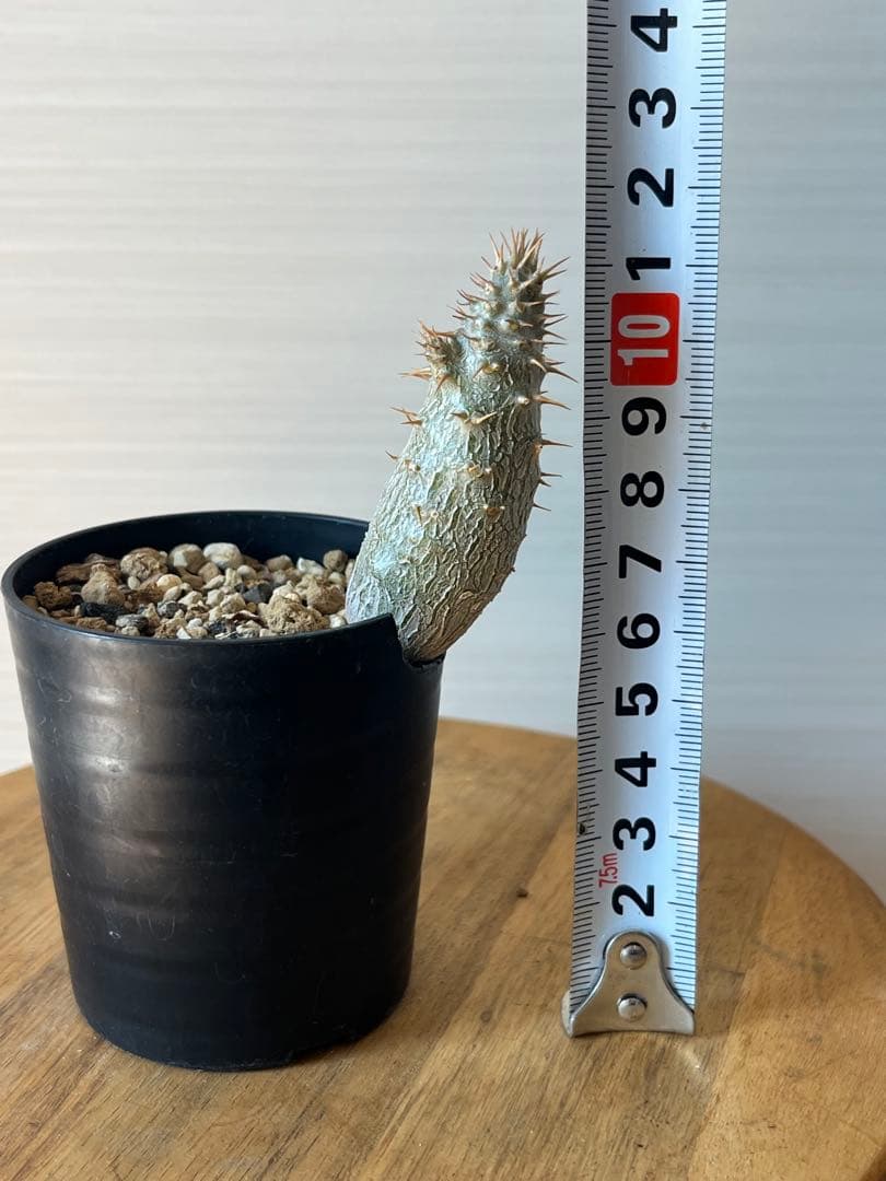 【セット販売】3株セット　パキポディウム グラキリス　実生