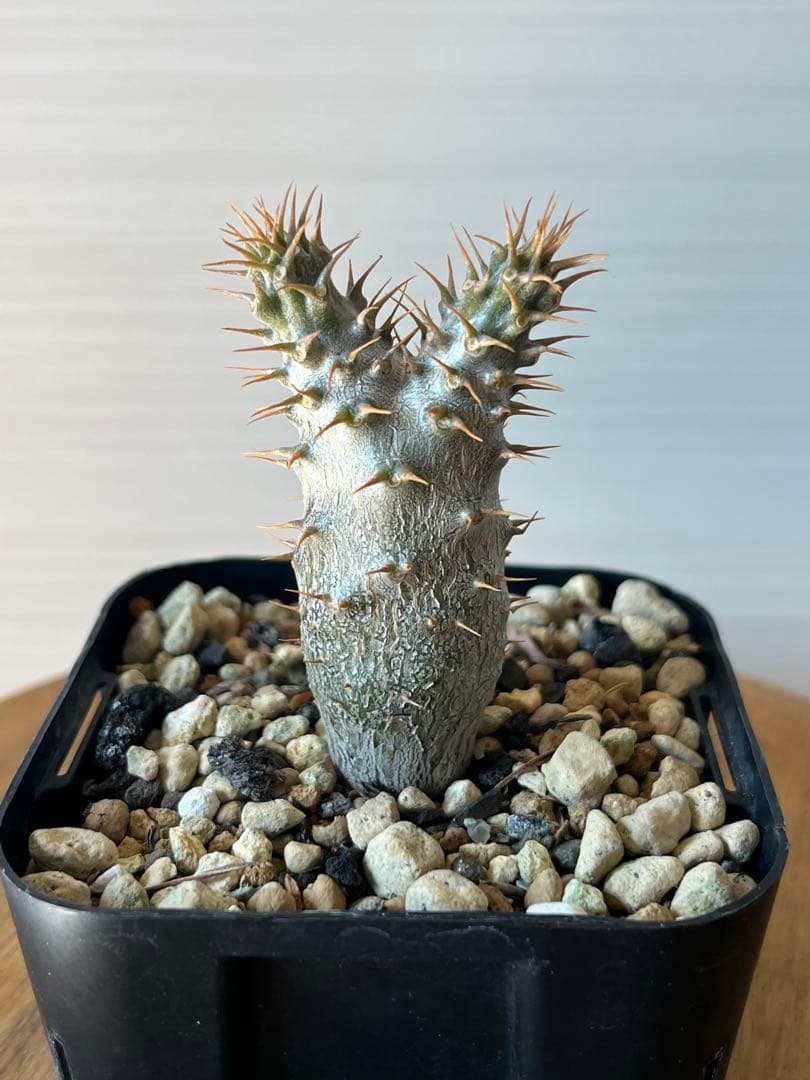 【セット販売】3株セット　パキポディウム グラキリス　実生