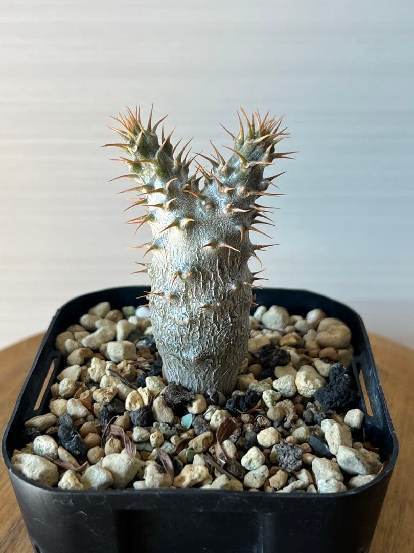 【セット販売】3株セット　パキポディウム グラキリス　実生