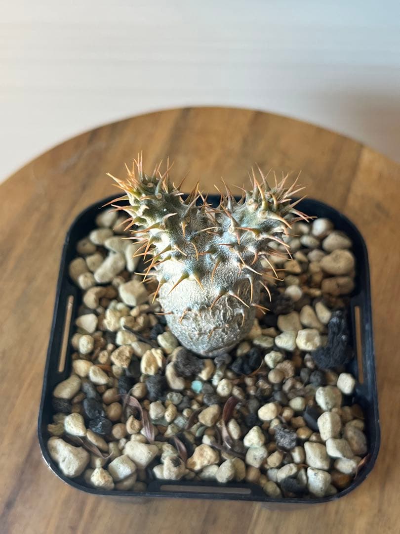 【セット販売】3株セット　パキポディウム グラキリス　実生