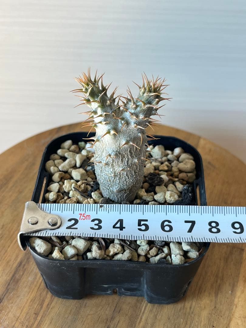 【セット販売】3株セット　パキポディウム グラキリス　実生