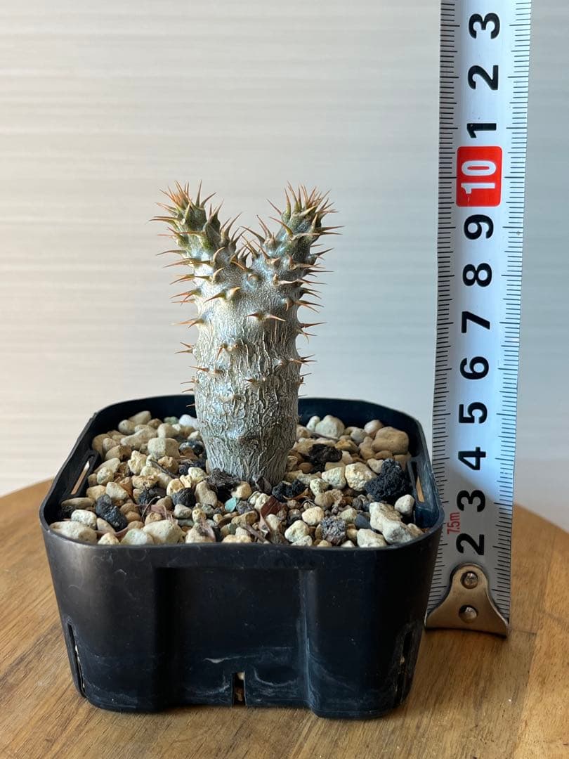 【セット販売】3株セット　パキポディウム グラキリス　実生