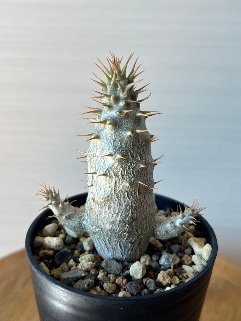 【セット販売】3株セット　パキポディウム グラキリス　実生