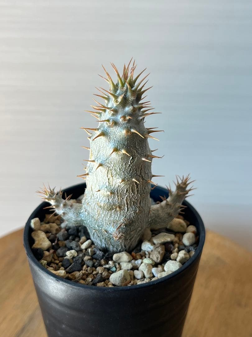 【セット販売】3株セット　パキポディウム グラキリス　実生