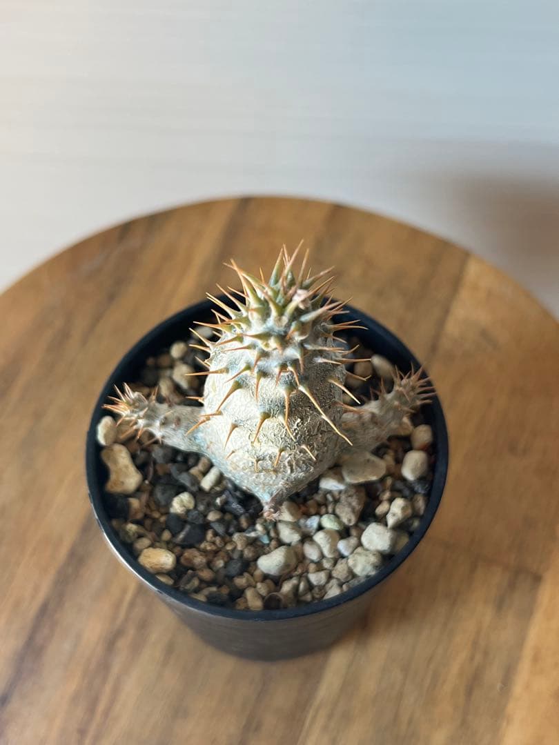 【セット販売】3株セット　パキポディウム グラキリス　実生