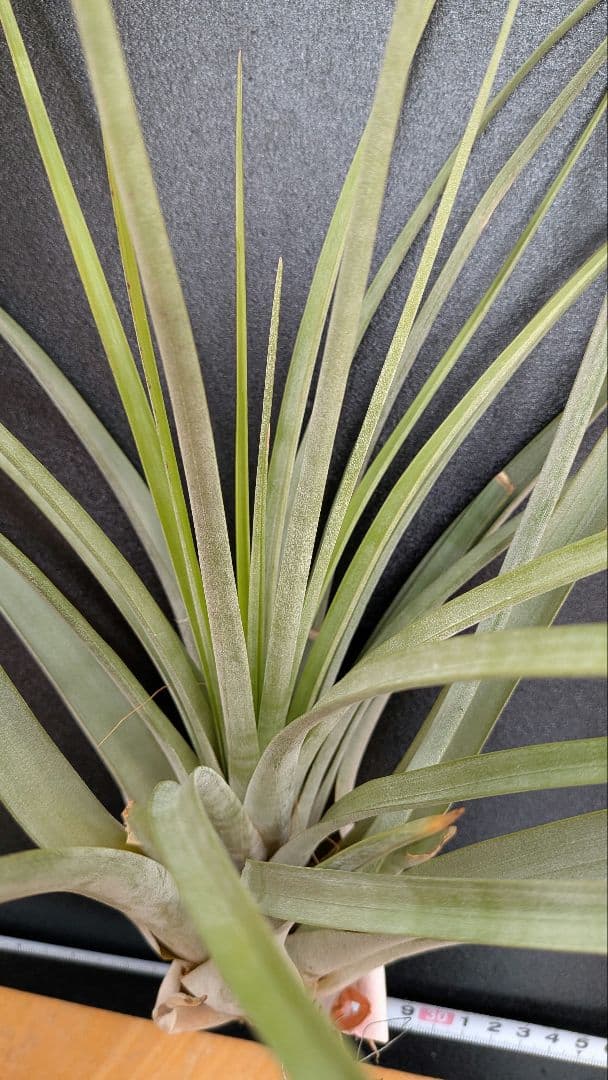 チランジア ファシクラータ, Percal やや傷あり