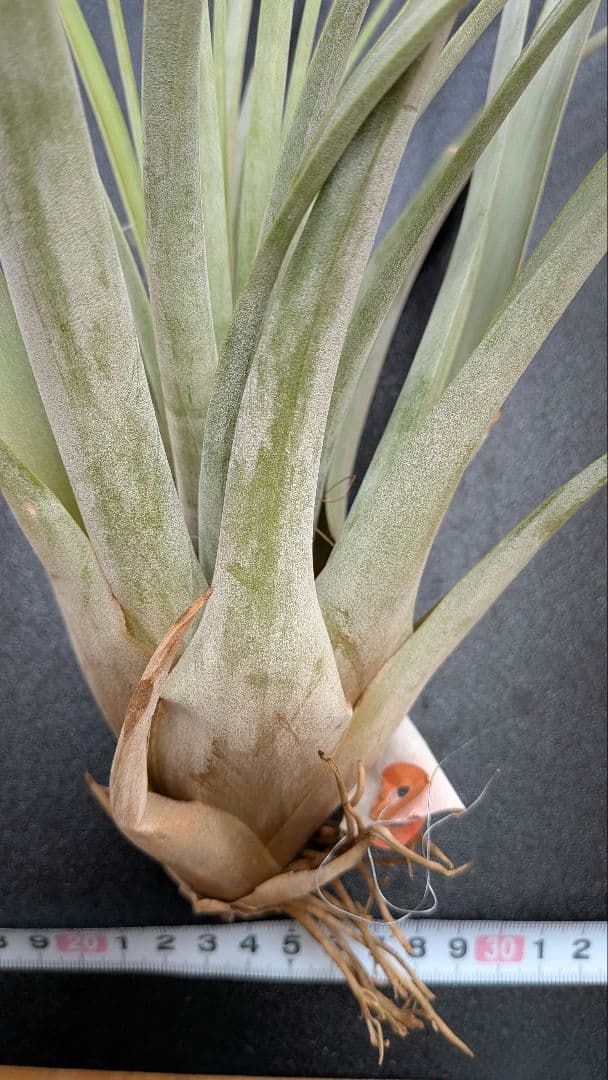 チランジア ファシクラータ, Percal やや傷あり