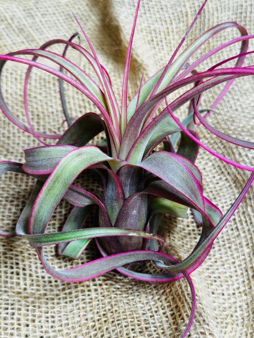 Tillandsia ‘Eric Knobloch’ Variegated