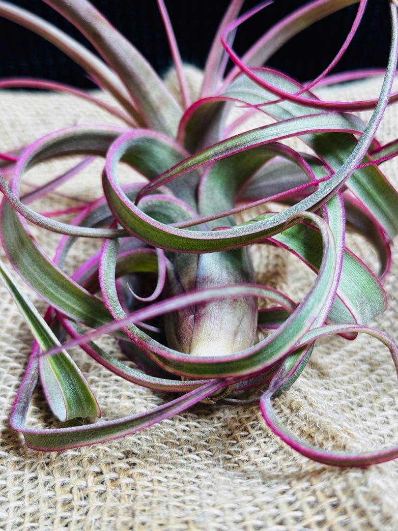 Tillandsia ‘Eric Knobloch’ Variegated
