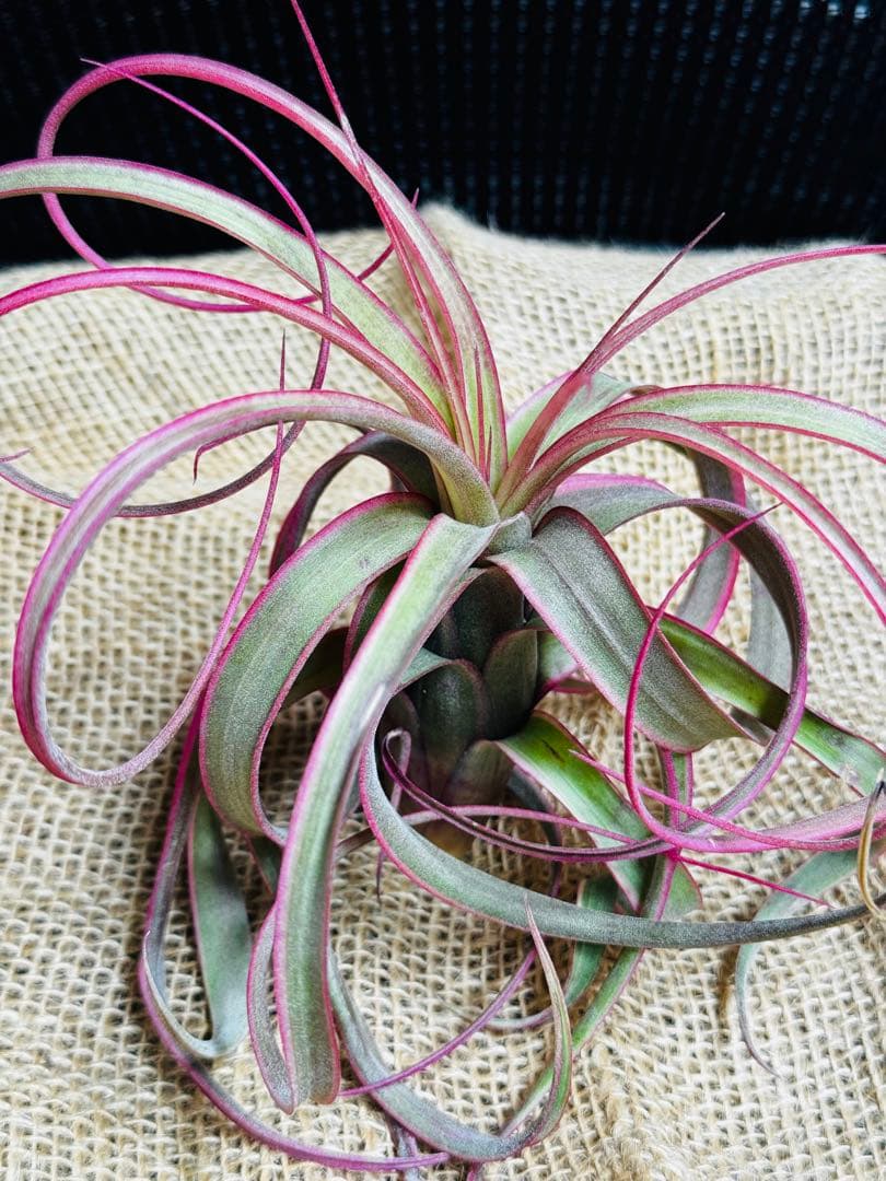 Tillandsia ‘Eric Knobloch’ Variegated