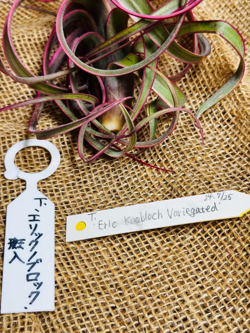Tillandsia ‘Eric Knobloch’ Variegated