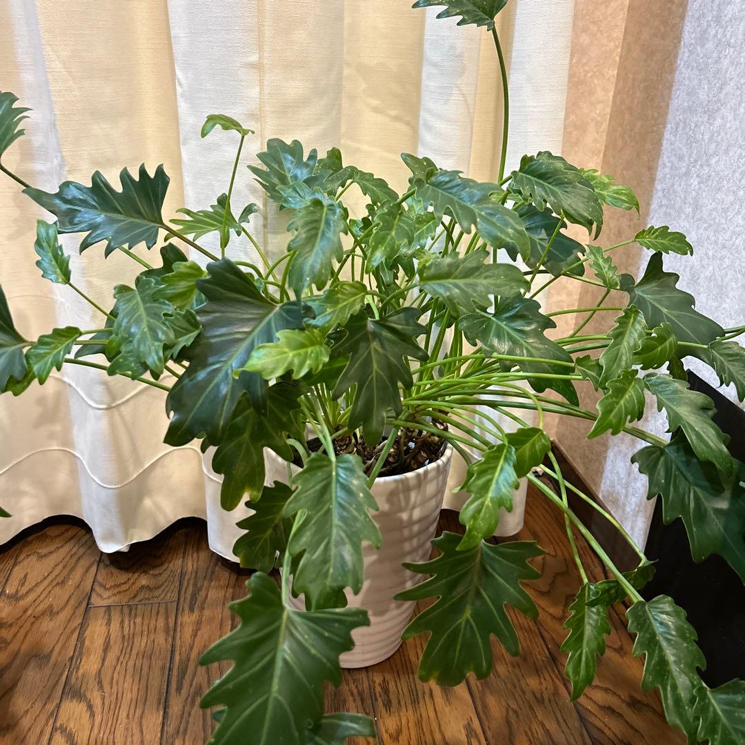 フィロデンドロン クッカバラ 大株