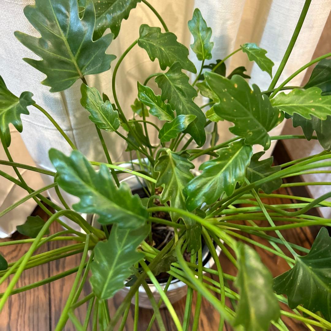 フィロデンドロン クッカバラ 大株