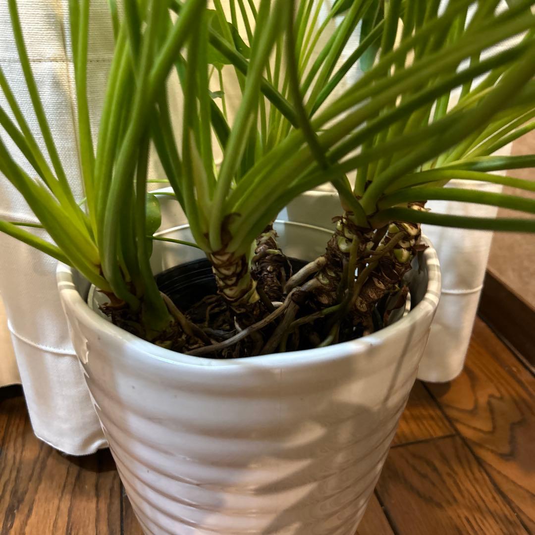 フィロデンドロン クッカバラ 大株