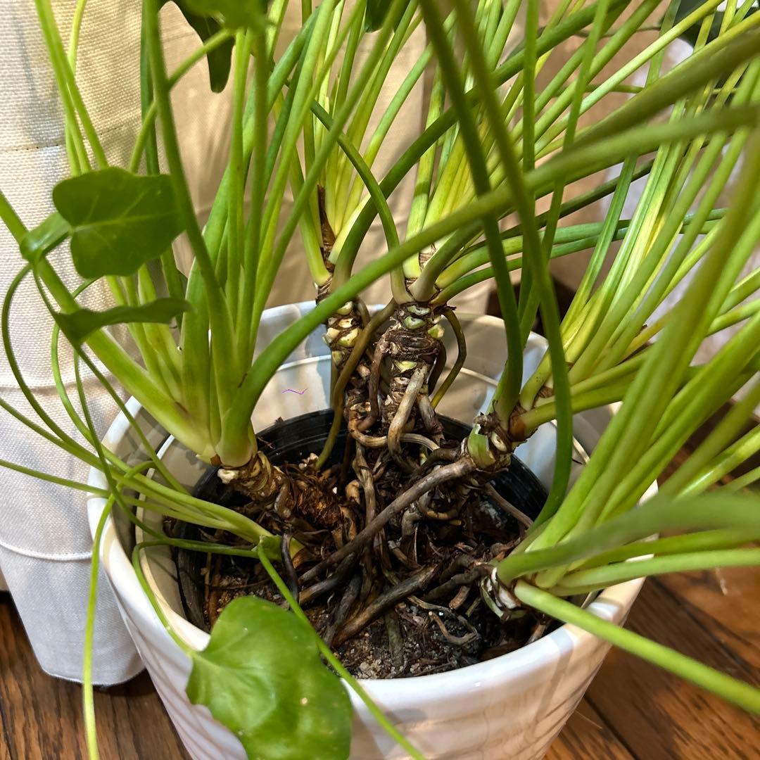 フィロデンドロン クッカバラ 大株