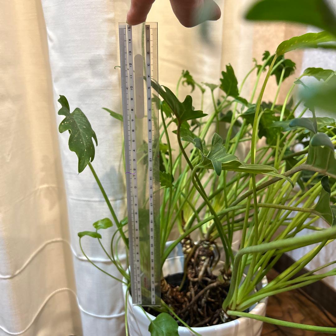 フィロデンドロン クッカバラ 大株