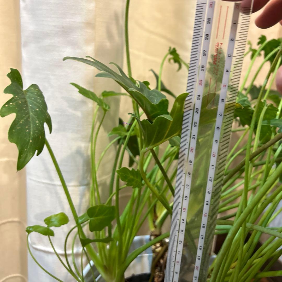 フィロデンドロン クッカバラ 大株