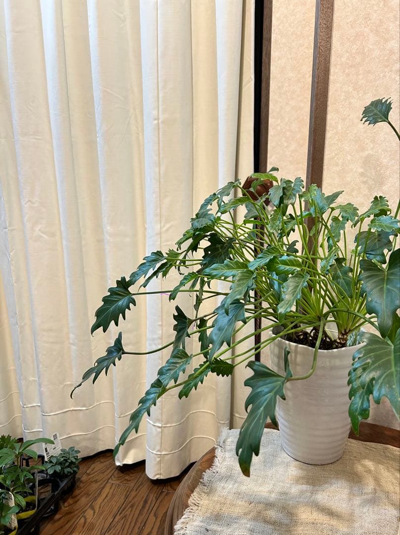 フィロデンドロン クッカバラ 大株