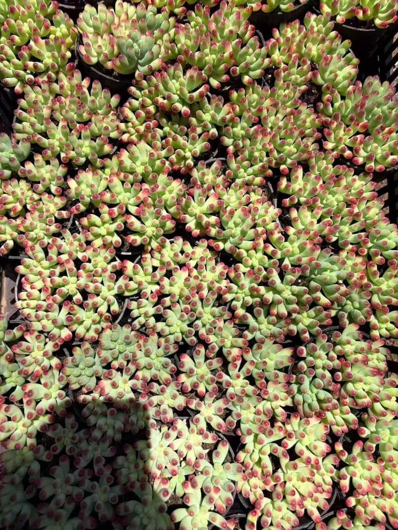 Top【選抜株】多肉植物　26496マクス錦　10個　鉢無し/脱土