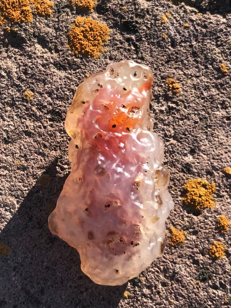 ゴビ石−1319 ゴビ瑪瑙　原石