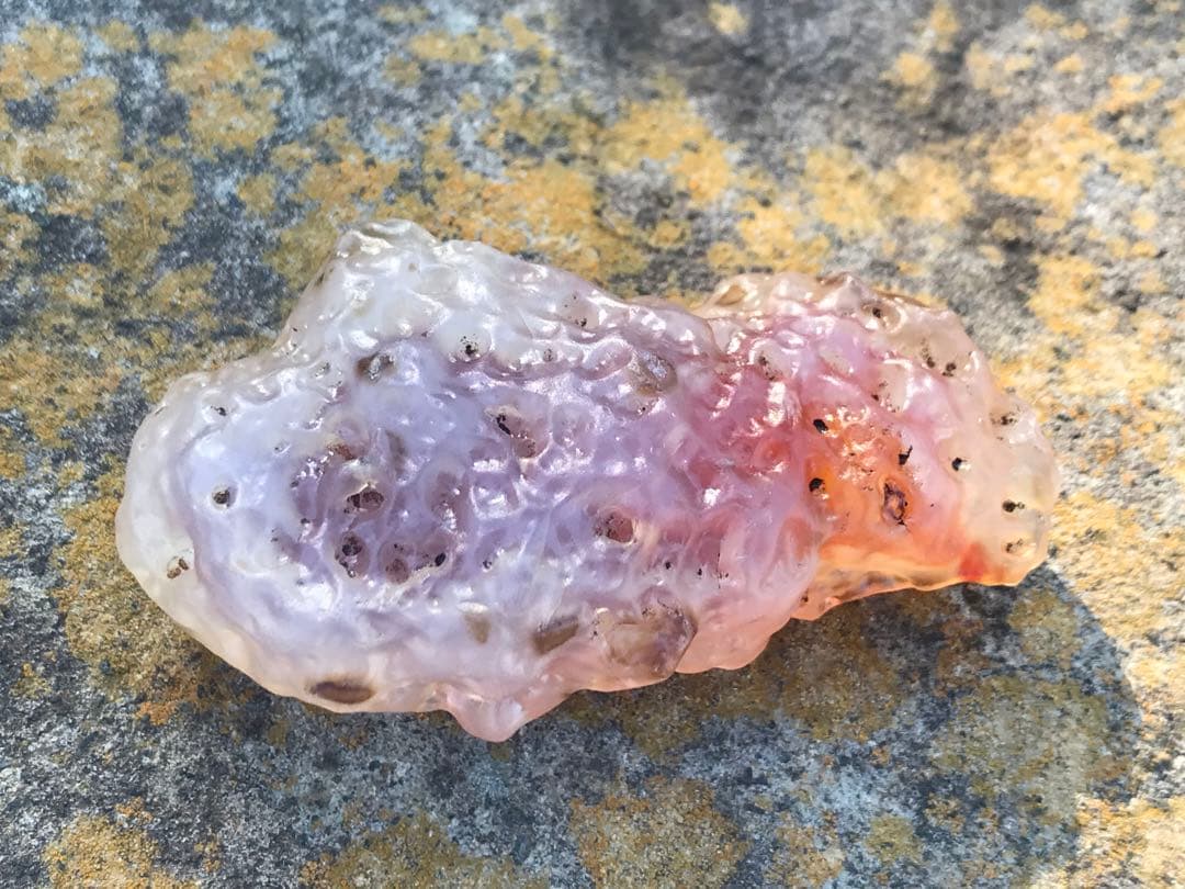 ゴビ石−1319 ゴビ瑪瑙　原石