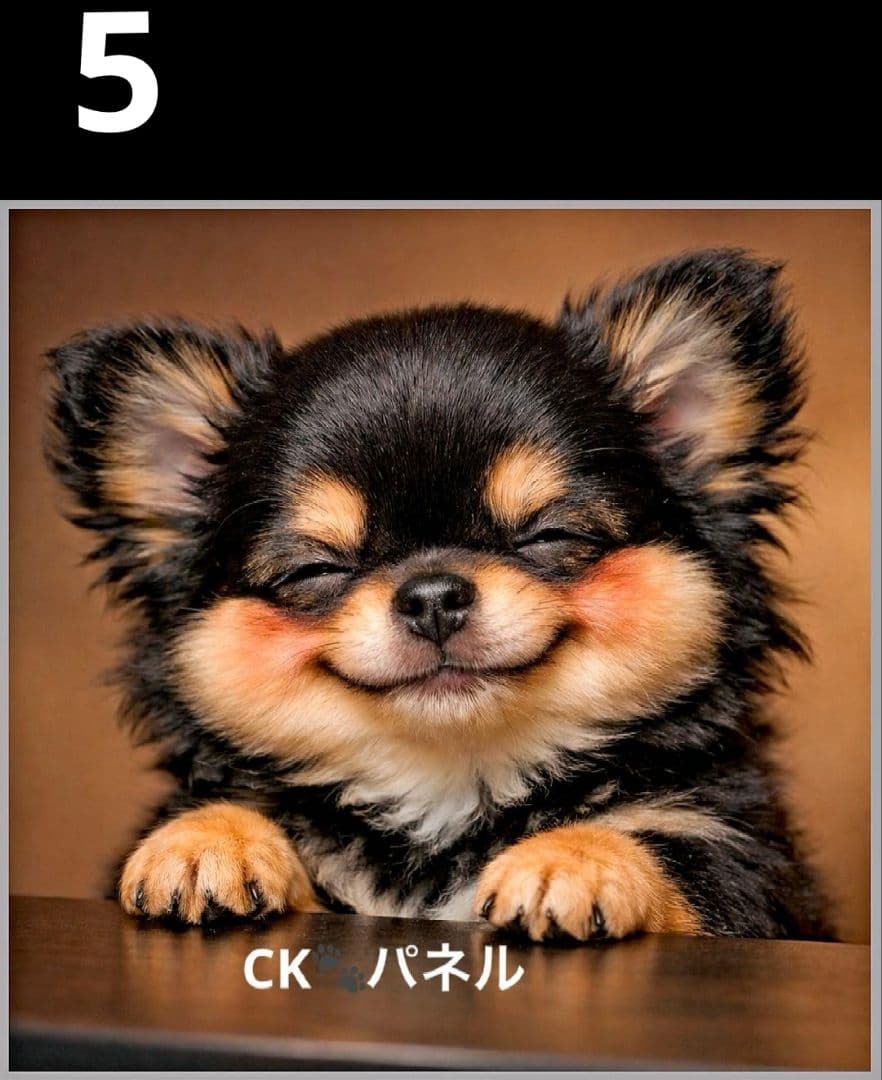 オーダーページ　ハンカチ155 ニンマリわんこ柄ハンドメイド3/20