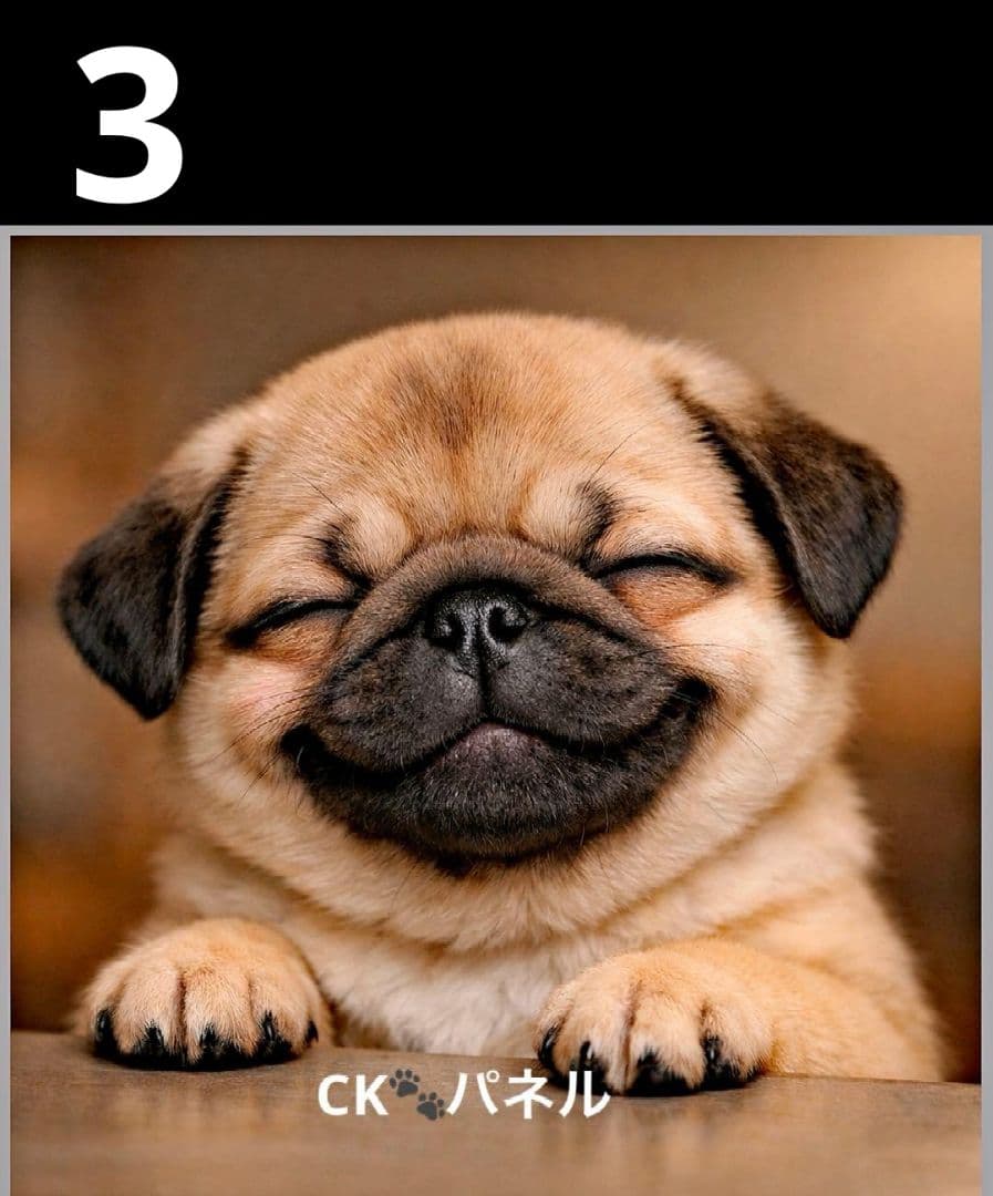 オーダーページ　ハンカチ155 ニンマリわんこ柄ハンドメイド3/20