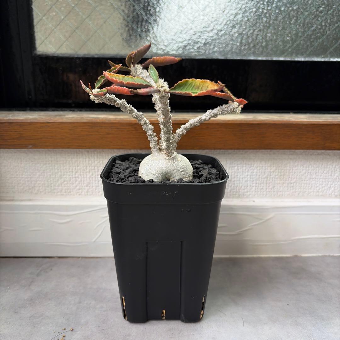 ユーフォルビア アンボボンベンシス 実生