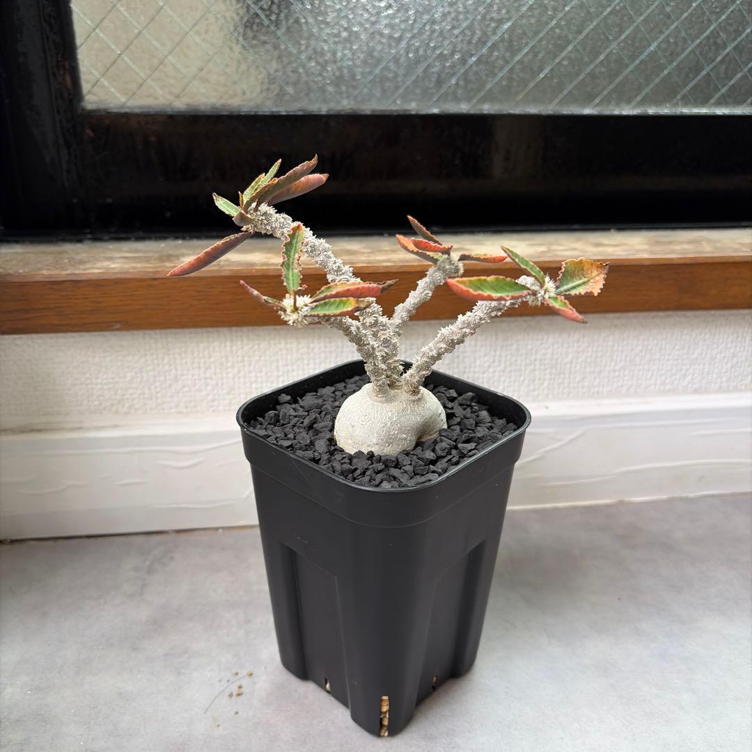 ユーフォルビア アンボボンベンシス 実生