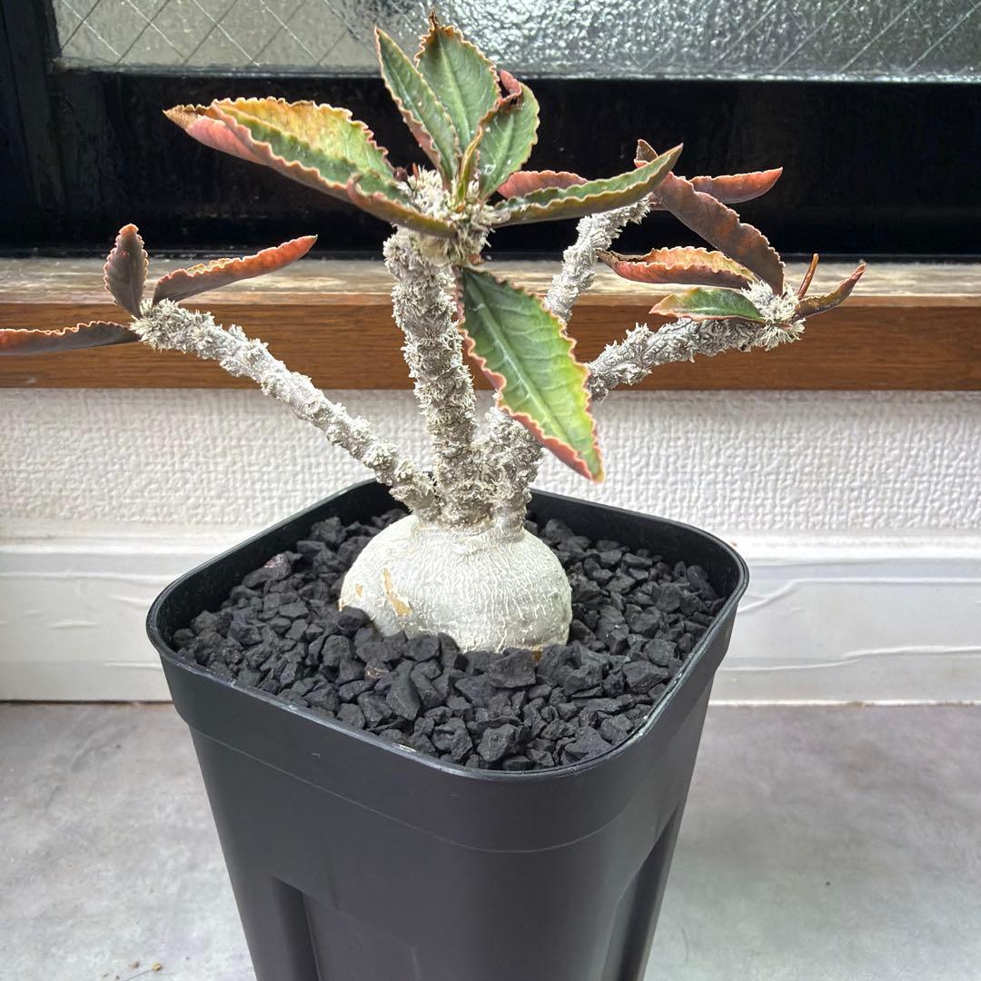 ユーフォルビア アンボボンベンシス 実生