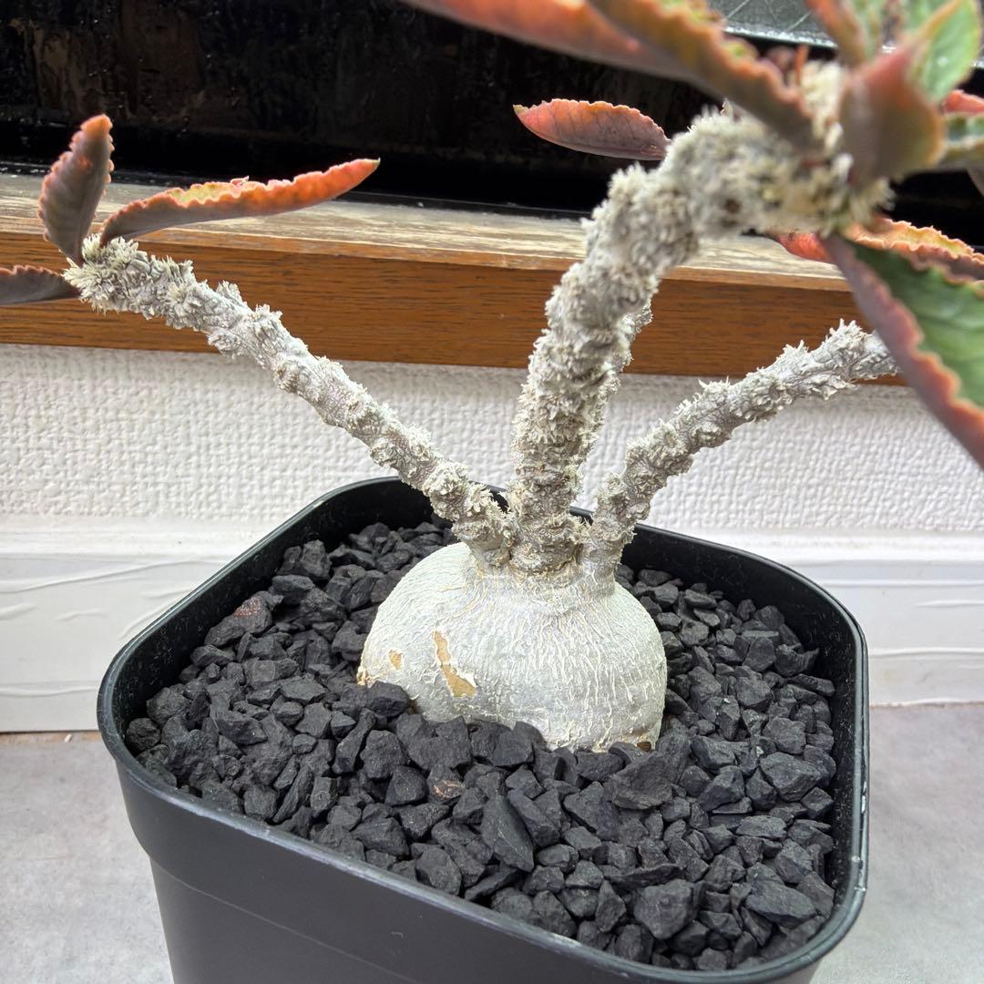 ユーフォルビア アンボボンベンシス 実生