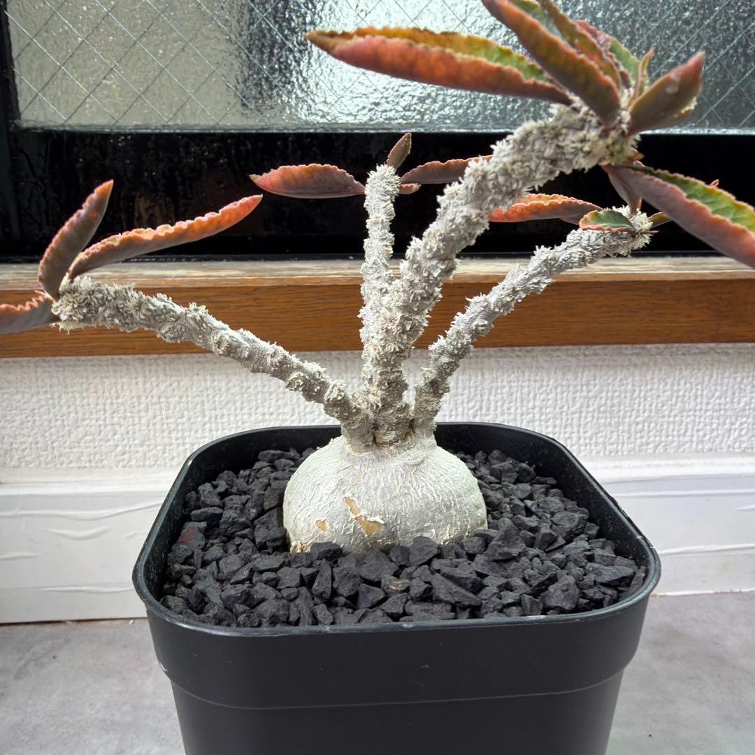 ユーフォルビア アンボボンベンシス 実生