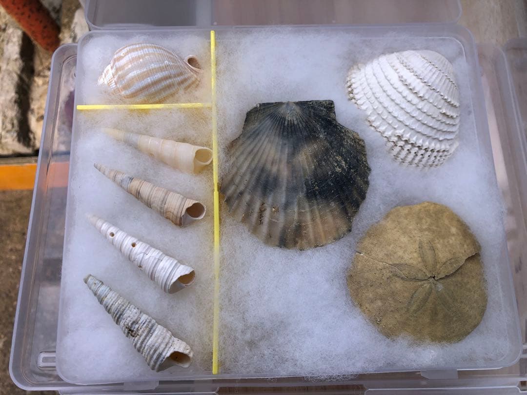 【貝殻コレクション！】262個240種類タカラガイから化石まで！
