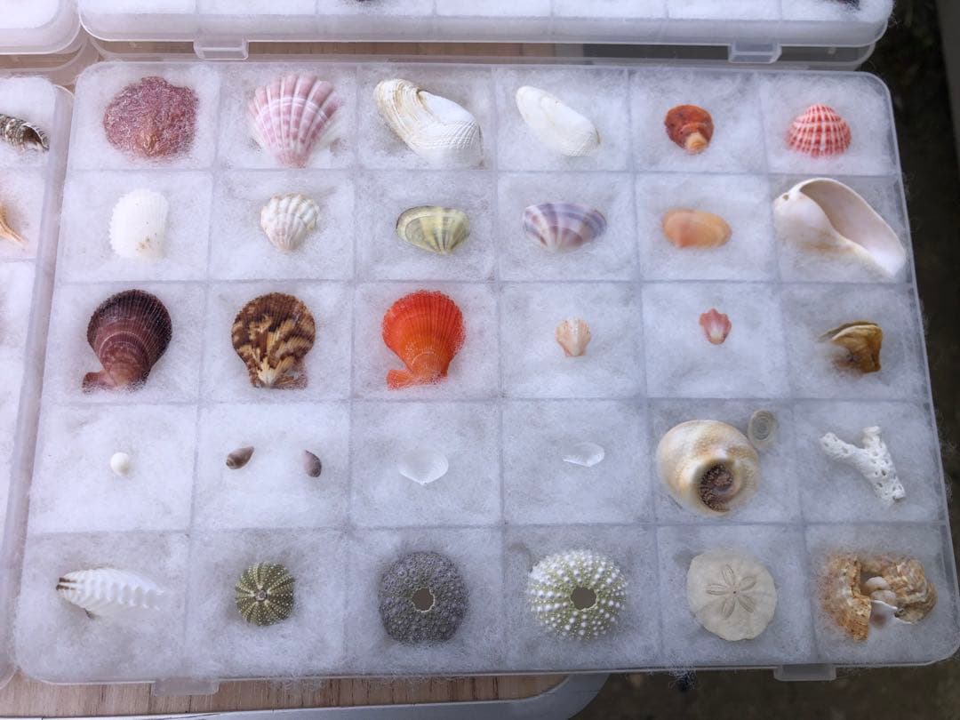 【貝殻コレクション！】262個240種類タカラガイから化石まで！