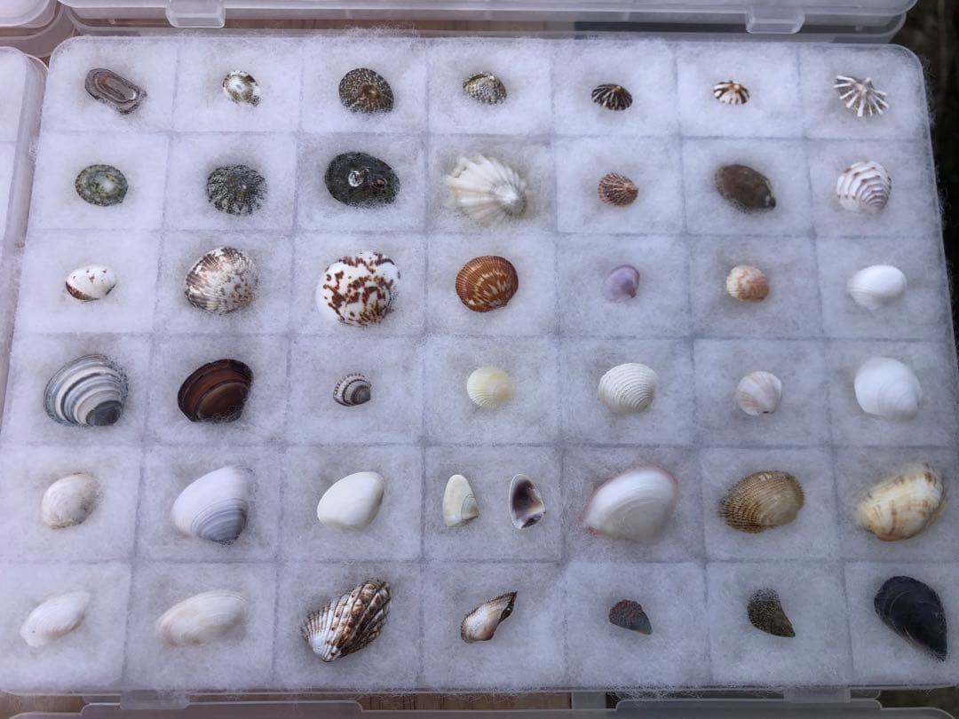 【貝殻コレクション！】262個240種類タカラガイから化石まで！