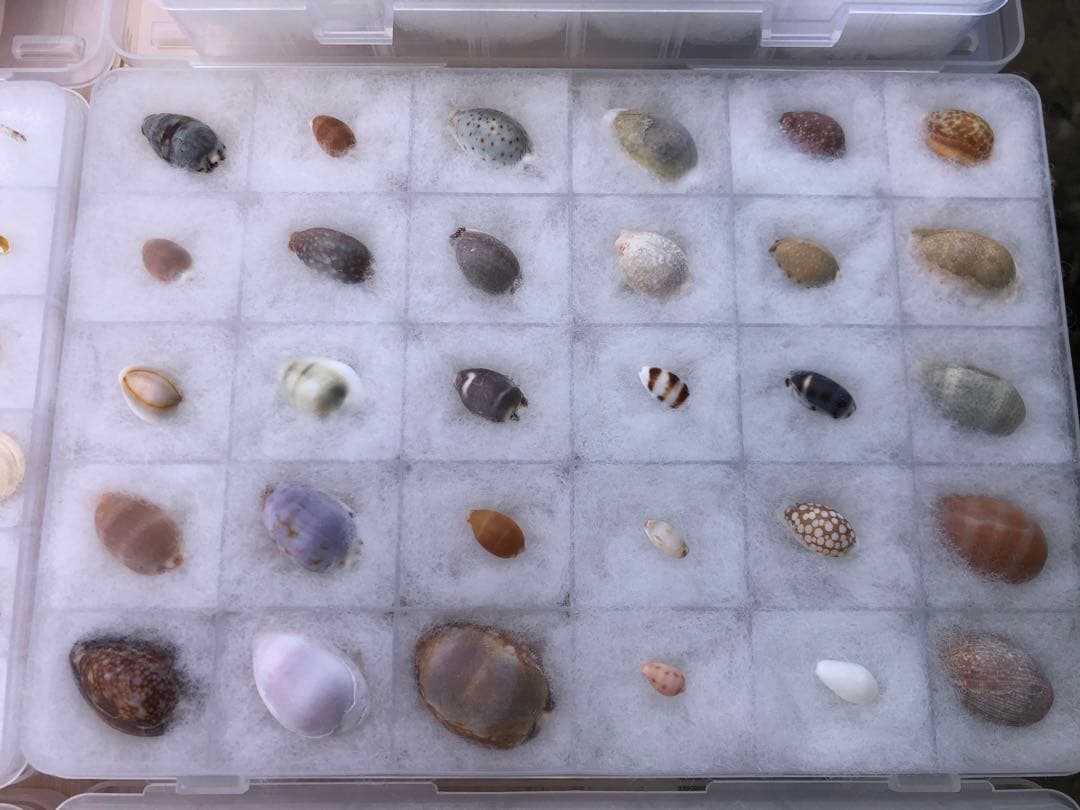 【貝殻コレクション！】262個240種類タカラガイから化石まで！