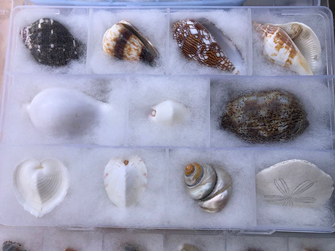 【貝殻コレクション！】262個240種類タカラガイから化石まで！