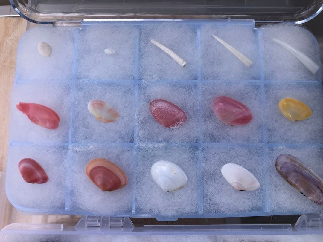 【貝殻コレクション！】262個240種類タカラガイから化石まで！