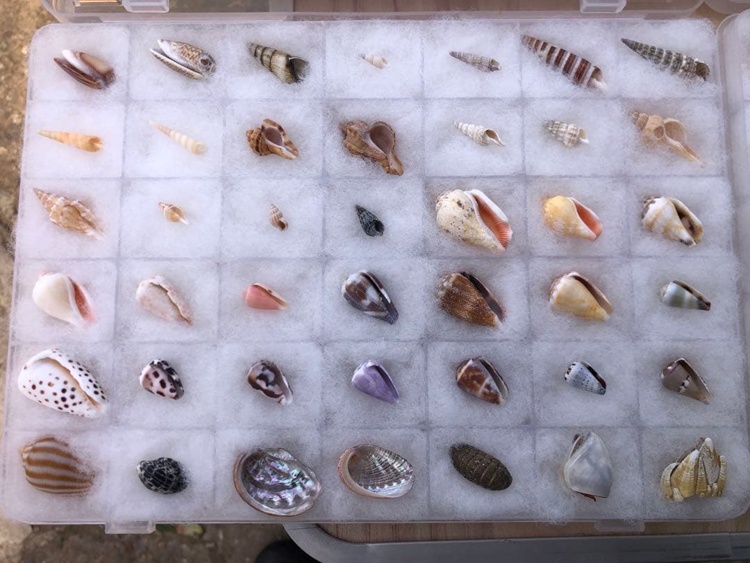 【貝殻コレクション！】262個240種類タカラガイから化石まで！