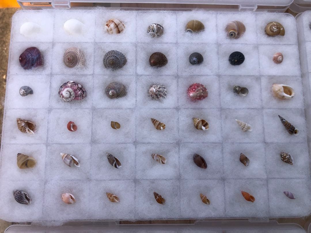 【貝殻コレクション！】262個240種類タカラガイから化石まで！