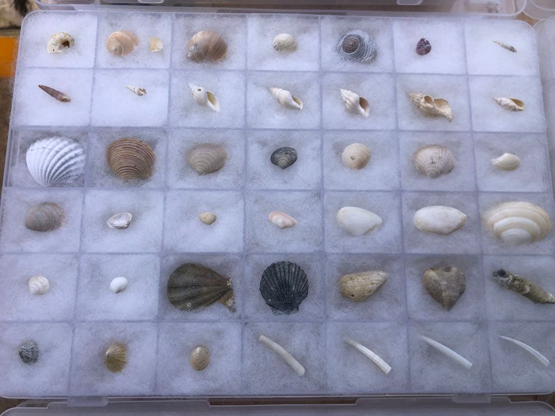 【貝殻コレクション！】262個240種類タカラガイから化石まで！
