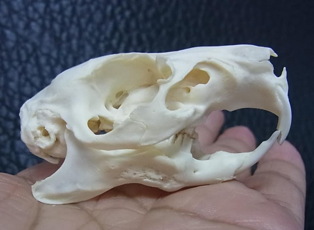 高品質　モルモット 頭骨