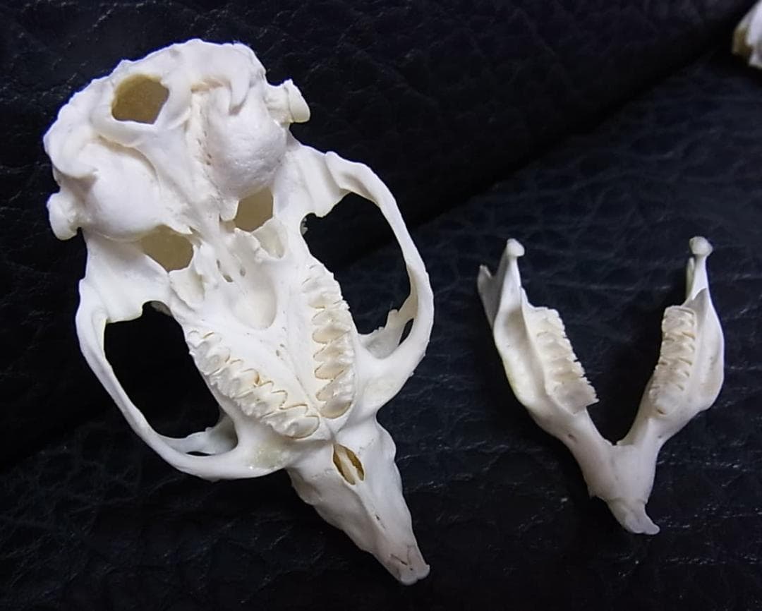 高品質　モルモット 頭骨